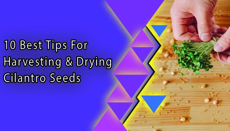 10 Best Tips for Harvesting and Drying Cilantro Seeds