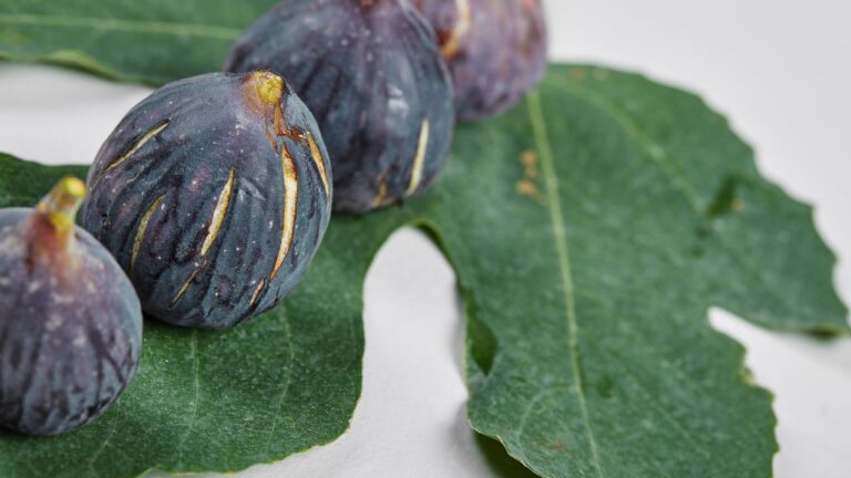 Fig Tree Care Guide: Secrets to Bigger and Sweeter Figs