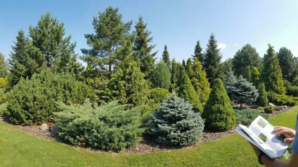 10 Types of Evergreen Trees & How to Pick the Best One