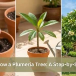 How to Grow a Plumeria Tree A Step-by-Step Guide