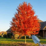 Red Sunset Maple Tree The Ultimate Guide to Planting and Care