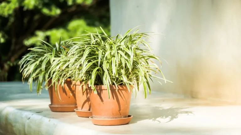12 Best Outdoor Plants for Shady Gardens