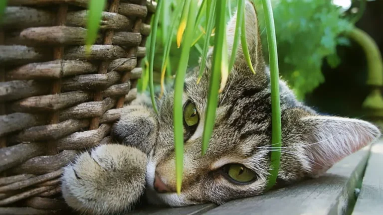 Are Spider Plants Toxic to Cats What Every Owner Needs
