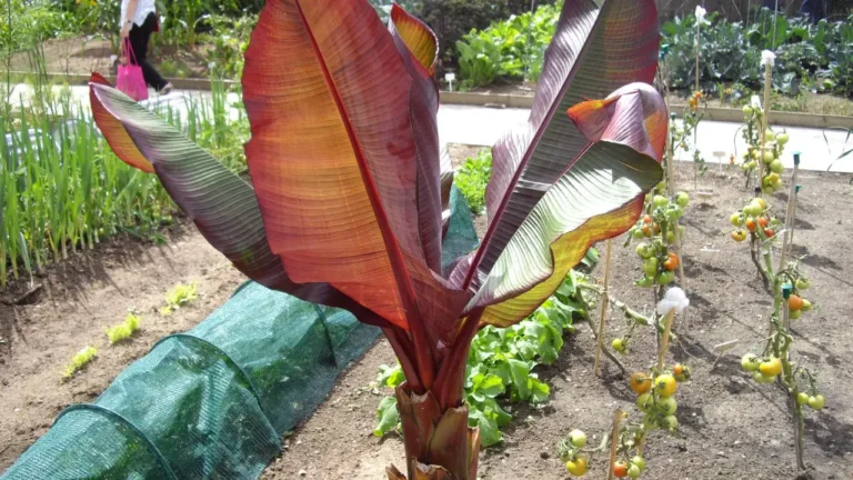 Banana Flower Care Grow Tropical Plants at Home