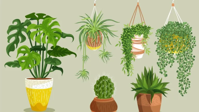 Best Hanging Plants for Small Spaces and Apartments