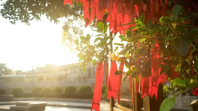 Best Tips for Planting a Chinese Fringe Tree
