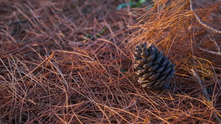 Best Ways to Apply Pine as Mulch This Spring