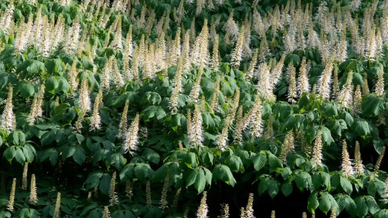 Bottlebrush Buckeye Care Tips for US Gardens