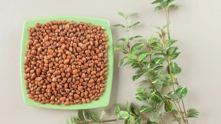 Cat Seeds Grass Guide Safe Greens Your Pet Will Love