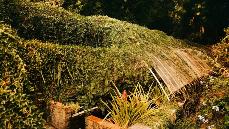 Dwarf Fountain Grass Care Keep Your Garden Lush All Year