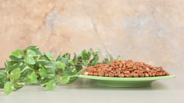 Fenugreek Plant Benefits, Uses, and How to Grow It