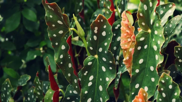 Giant Leopard Plant Care A Complete Guide