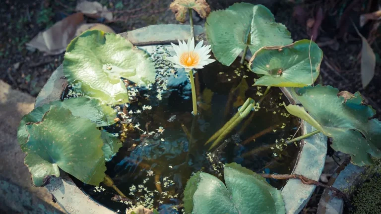 How to Grow Lotus for Beautiful Summer Blooms