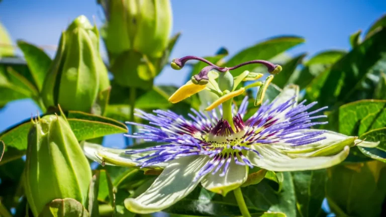 How to Grow a Caerulea Blue Passion Flower in Your Yard