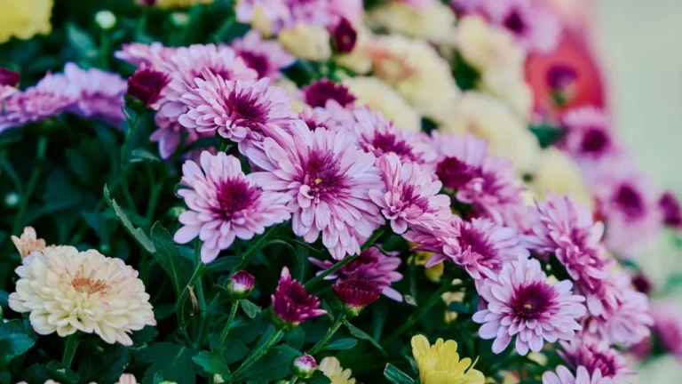 How to Take Care of Mums