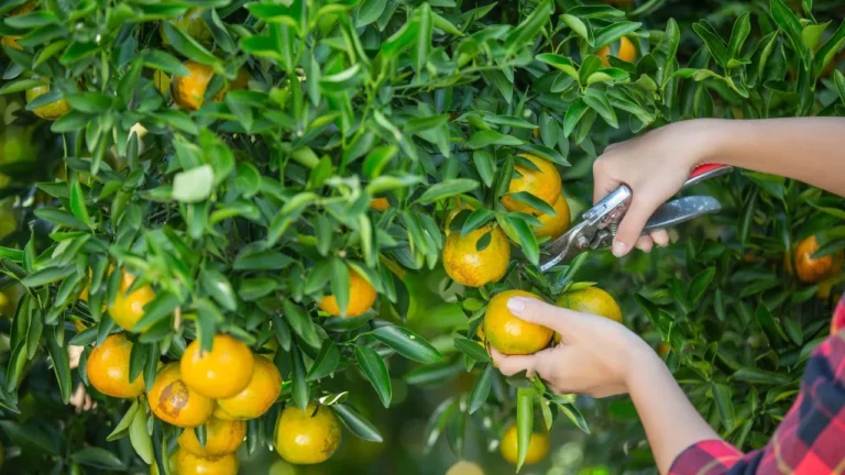 How to Trim a Lemon Tree