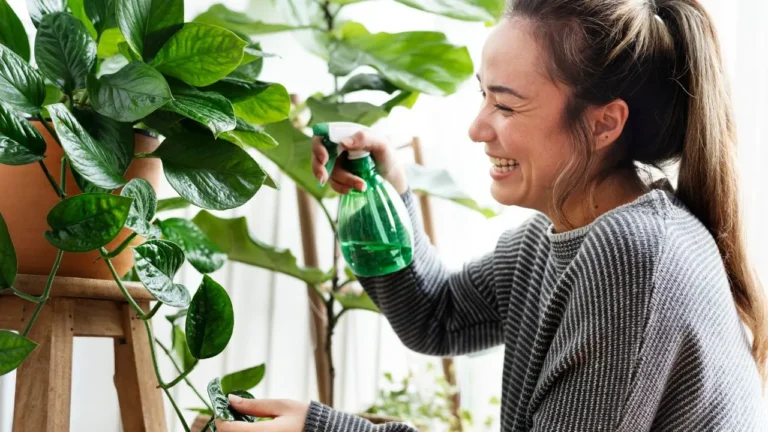 Nerve Plant Care How to Keep Your Fittonia Happy