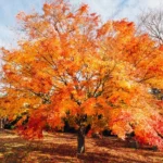 Planting a New Tree in Fall for a Better Backyard