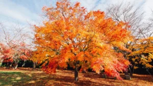 Planting a New Tree in Fall for a Better Backyard