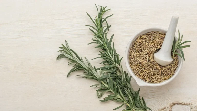 Rosemary Seeds Guide From Sowing to Savory Harvest