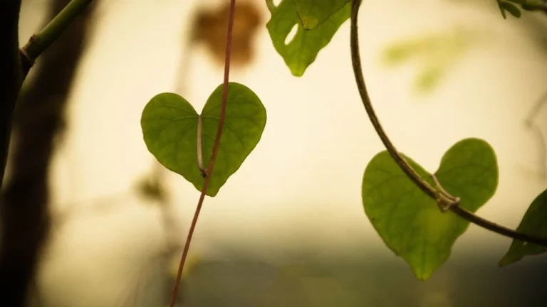 Tree With Heart Shaped Leaves