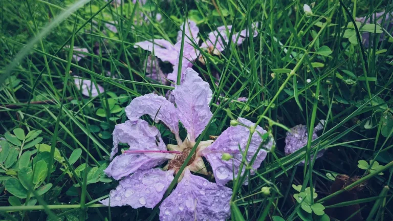 Weeds with Purple Flowers