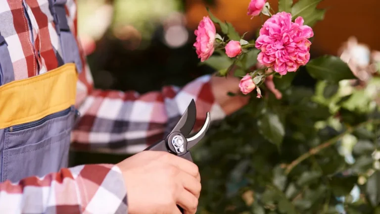 When to Cut Back Peonies