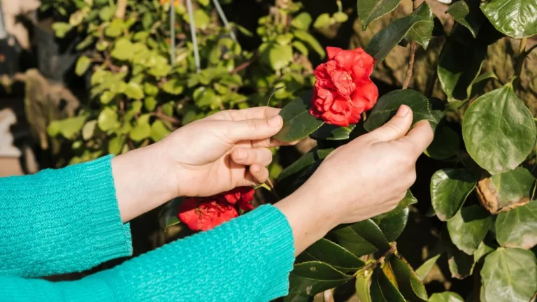 When to Fertilise Roses for a Healthy Garden Harvest