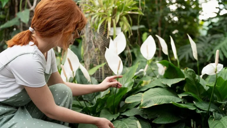 When to Split Hostas A Simple Guide for a Lush Garden