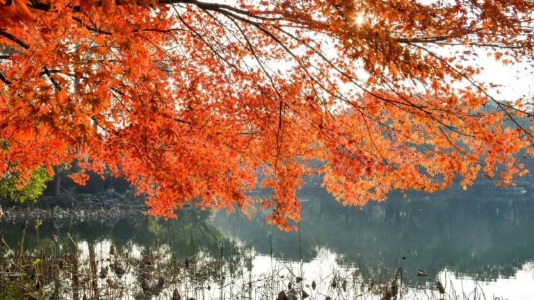 Why Japanese Maple Tamukeyama is Perfect for Small Gardens