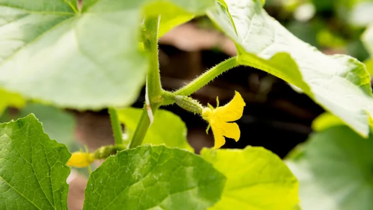 Why are my Cucumber Leaves Turning Yellow