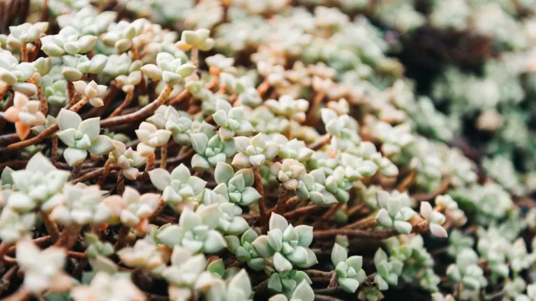 10 Best Sedum Plant Varieties for Your Garden