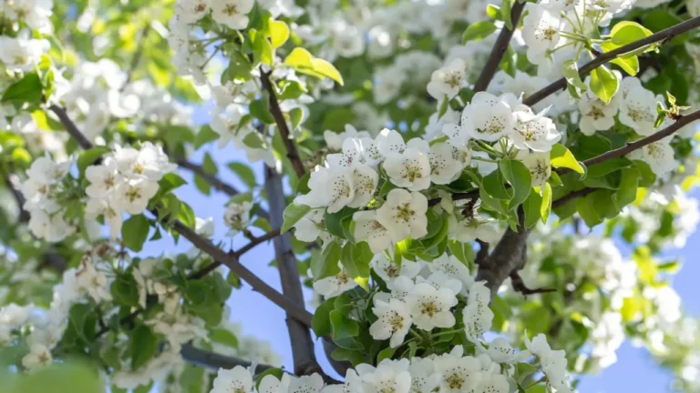 Flowering Trees with White Blossoms for Your Yard