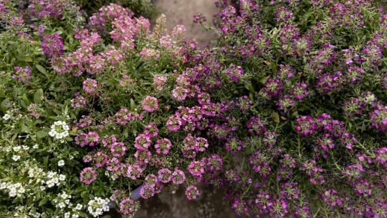 Ground Cover with Purple Flowers