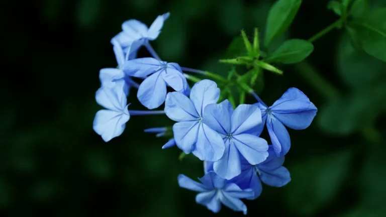 How to Grow Blue Hibiscus at Home
