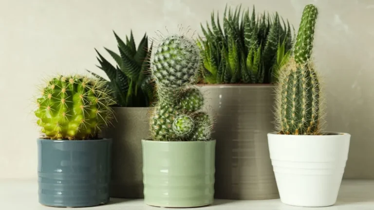 How to Grow Succulents in Pots Successfully