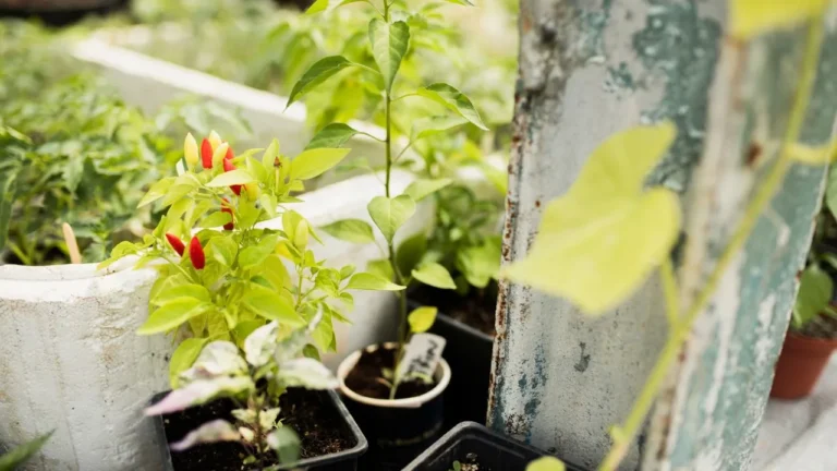 How to Grow a Cornichon in Your Home Garden