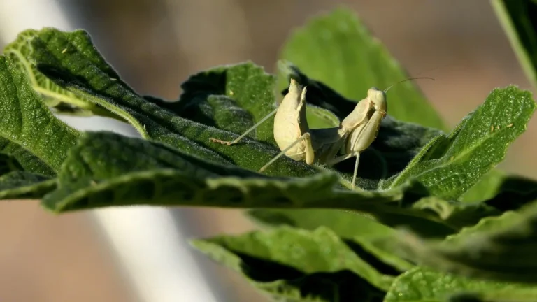 Little White Bugs on Plants Easy Home Remedies