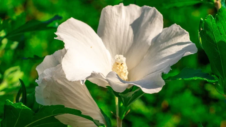 Matilija Poppy Care Tips for Healthy Blooms