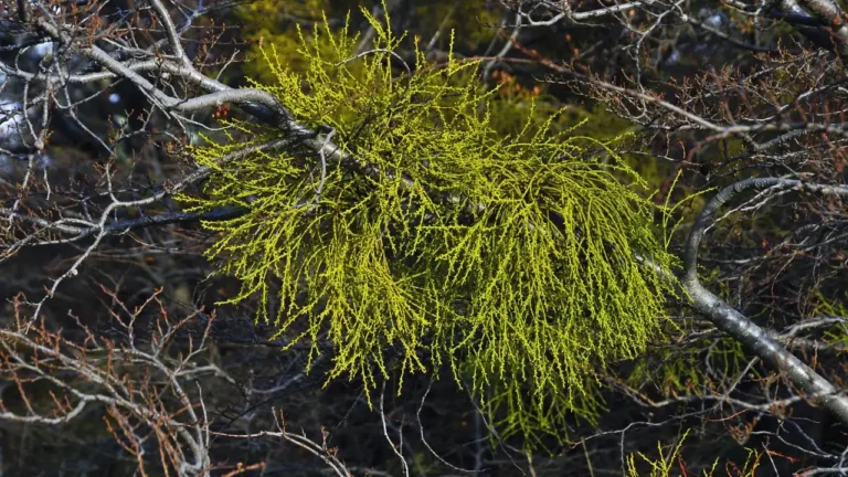 Why Your Spike Moss Is Turning Brown and How to Fix It