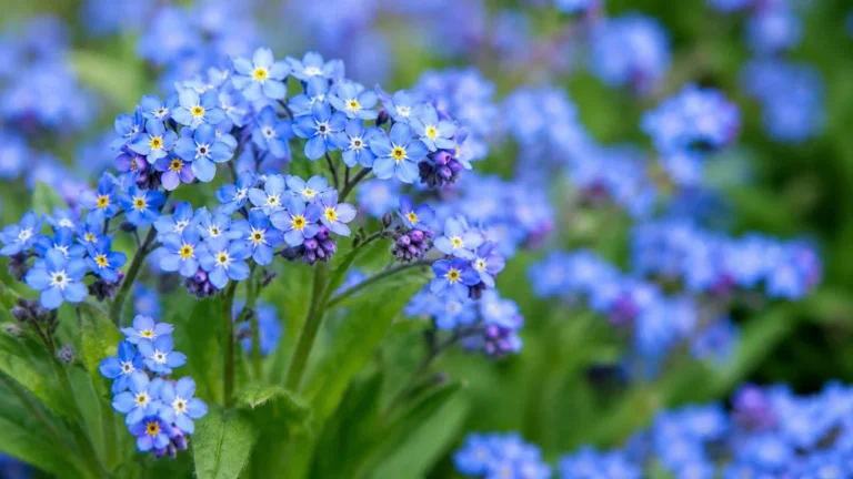 Forget Me Not Flower Beauty, Meaning & Care Tips