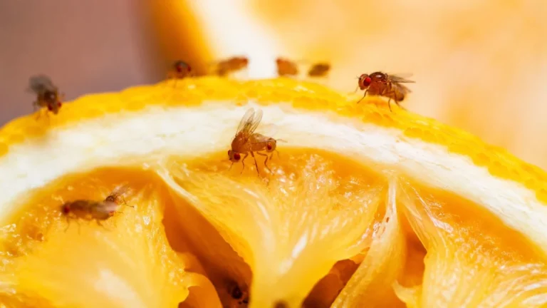 How Long do Fruit Flies Live